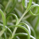 Rosemary Infused Extra Virgin Olive Oil