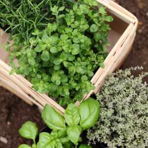 Tuscan Herb Infused Extra Virgin Olive Oil