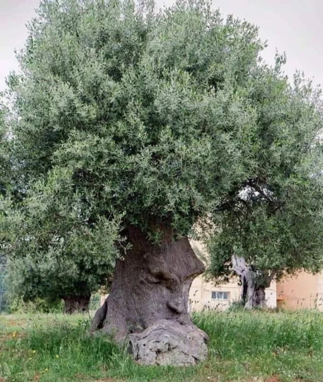 Puglia Classic Extra Virgin Olive Oil
