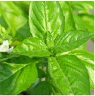 Basil Infused Extra Virgin Olive Oil
