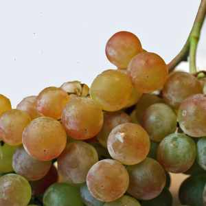 White Balsamic (Tart)