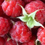 Raspberry Infused Aged Balsamic – The Tree and Vine
