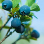 Blueberry Infused Aged Balsamic