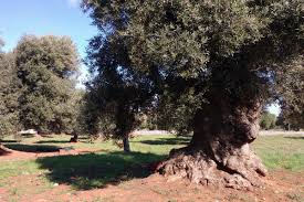 Ogliarola Extra Virgin Olive Oil - Italy