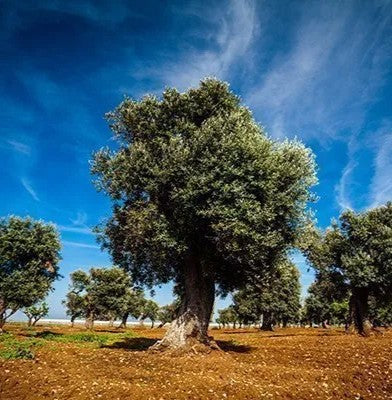 Peranzana Extra Virgin Olive Oil - Puglia, Italy