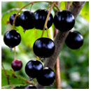 Black Currant Balsamic