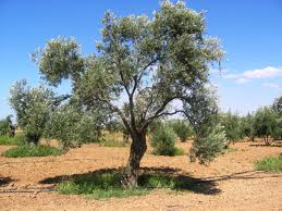 Laconiko Nuovo (Greek) Extra Virgin Olive Oil